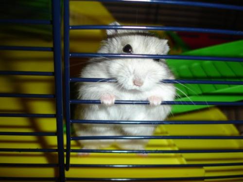 Apa yang harus dilakukan jika hamster lolos