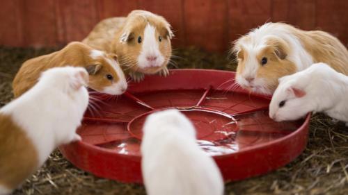 Apa yang dimakan tikus rumah tangga?
