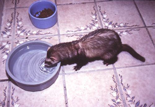 Apa yang dimakan musang?