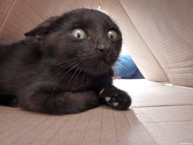 Kucing hitam yang ketakutan