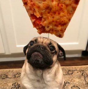Pug memohon