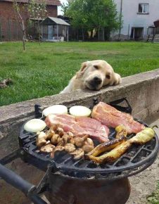 Anjing Pengemis