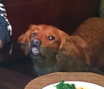Anjing Pengemis