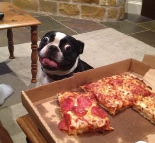 Anjing minta pizza