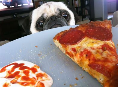 Pug meminta pizza