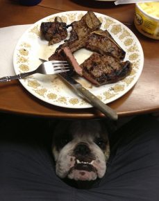 Anjing di bawah meja meminta daging