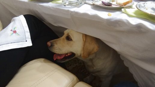 Anjing Pengemis