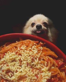 Anjing itu meminta makanan