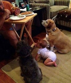 Anjing