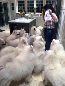Anjing