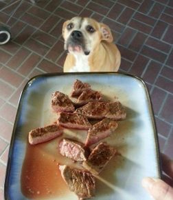 Seekor anjing dengan mata lapar