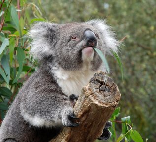 Koala sedang makan siang