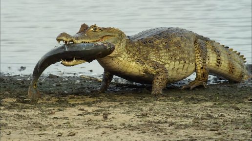 Buaya dengan ikan