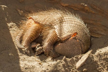 Armadillo sedang tidur