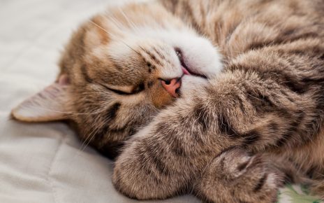Kucing itu sedang tidur