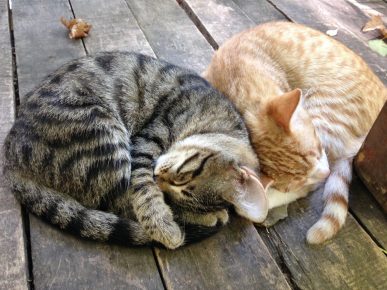 Kucing sedang tidur