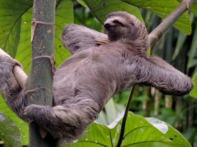 Sloth sedang beristirahat