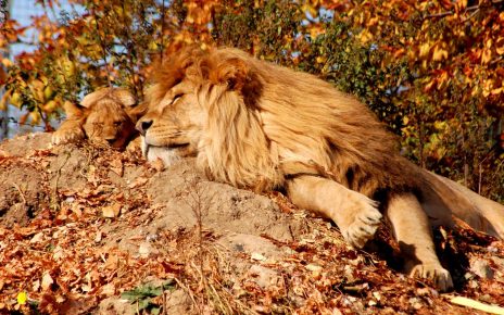 Singa dan singa singa sedang tidur