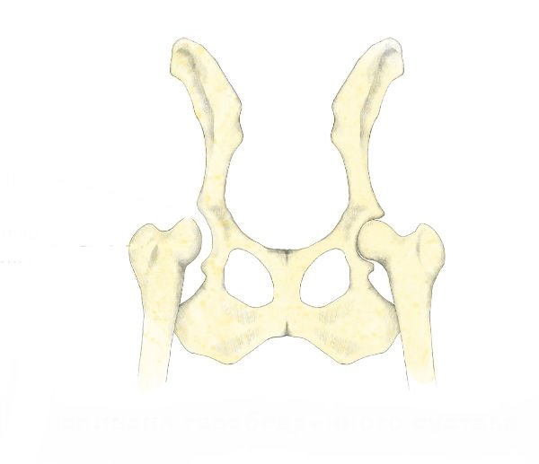 Displasia Hip Anjing: diagnosis, pengobatan dan prognosis