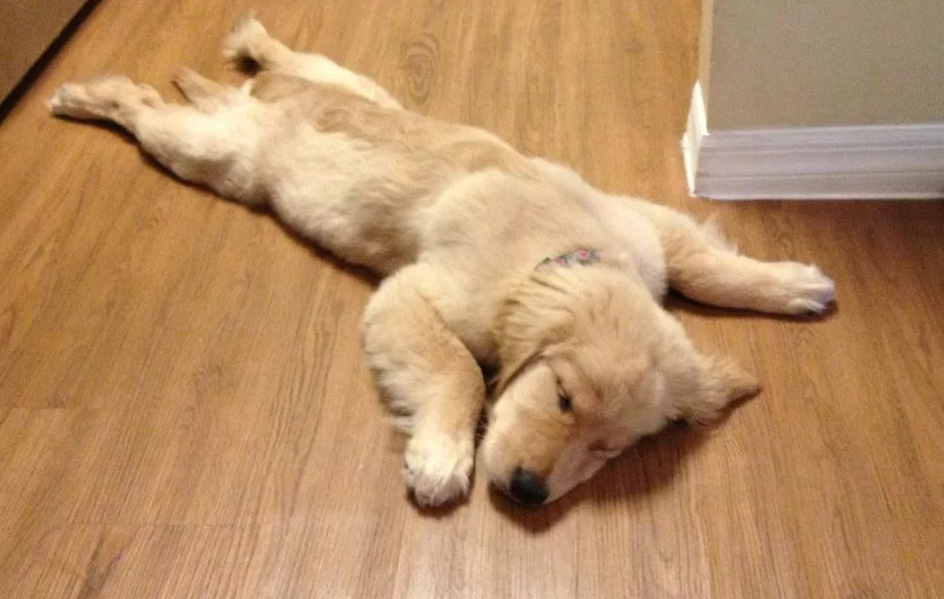 Displasia Hip Anjing: diagnosis, pengobatan dan prognosis