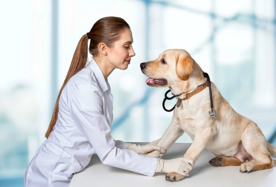 Displasia Hip Anjing: diagnosis, pengobatan dan prognosis