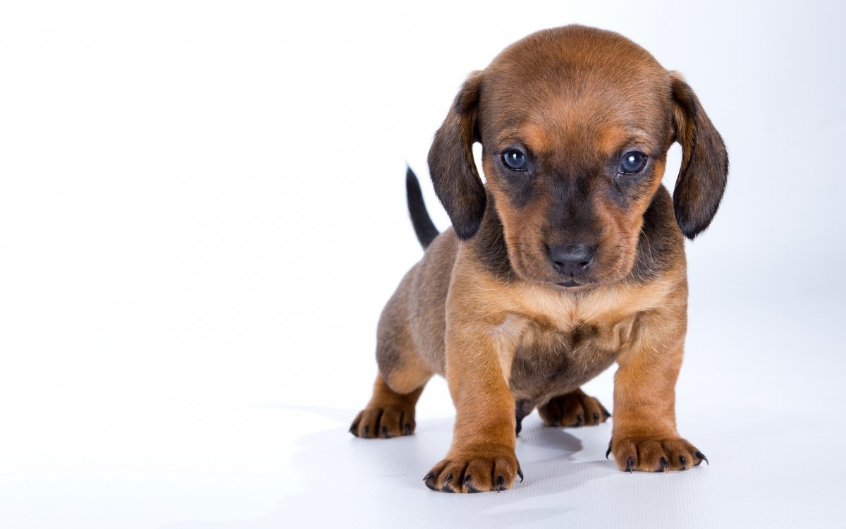 Displasia Hip Anjing: diagnosis, pengobatan dan prognosis