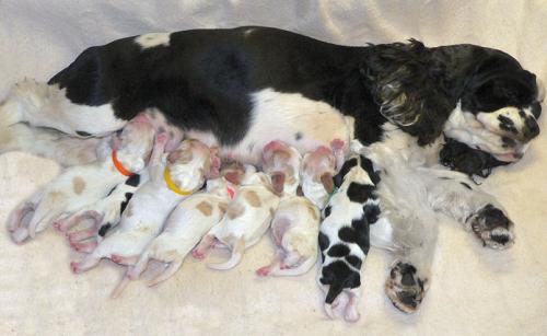 Eclampsia (postpartum tetany) pada anjing: penyebab, gejala dan pengobatan
