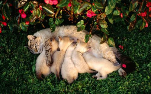 Eklampsia pada kucing
