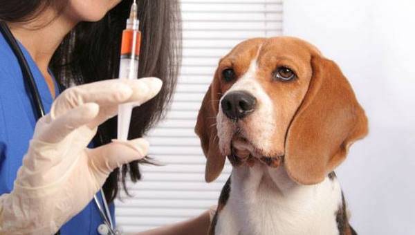 beagle di dokter hewan