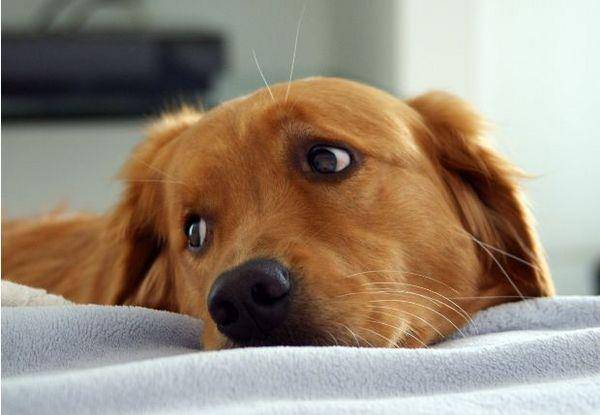 anjing sedih