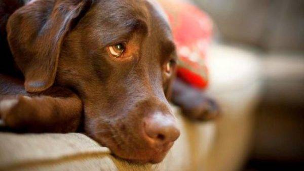 Endometritis pada anjing