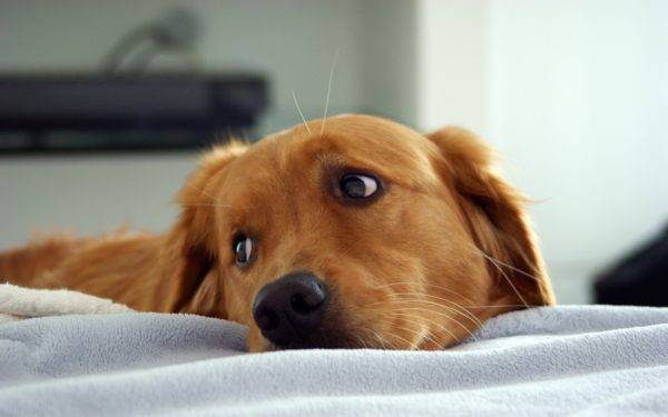 Gejala endometritis pada anjing