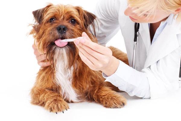 Enterocolitis pada anjing