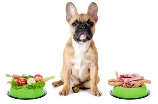 Nutrisi anjing untuk enterocolitis