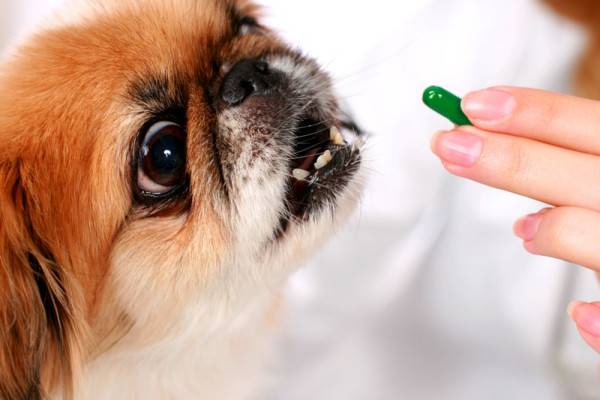 Pengobatan enterokolitis pada anjing