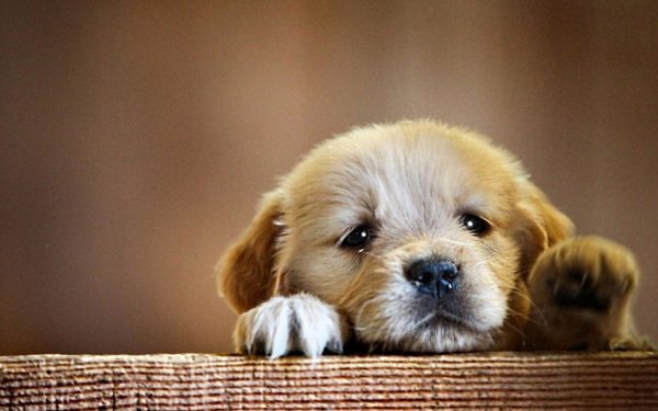 Anjing Enterosgel dengan diare