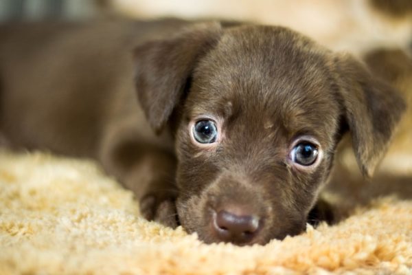 Anak anjing Enterosgel