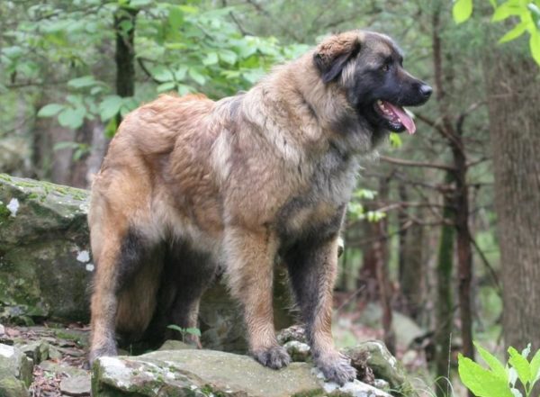 Estrel Shepherd, Baca Artikel