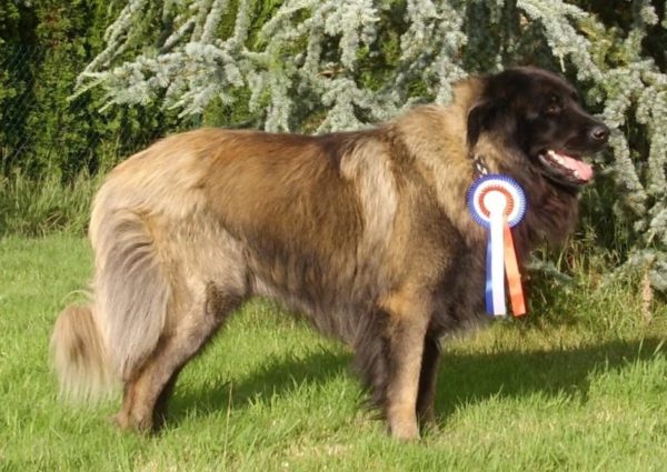 Anjing Gembala Estrel dengan hadiah