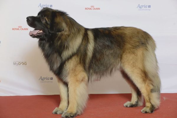 Deskripsi Breed Anjing Gembala Estrel