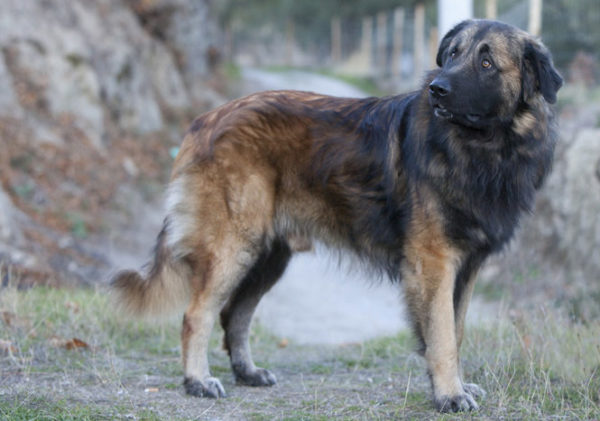 Estrel Shepherd in the wild