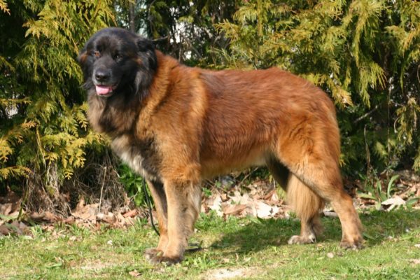 Estrel Sheepdog sedang menonton
