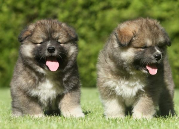 Anak Anjing Estrel Shepherd