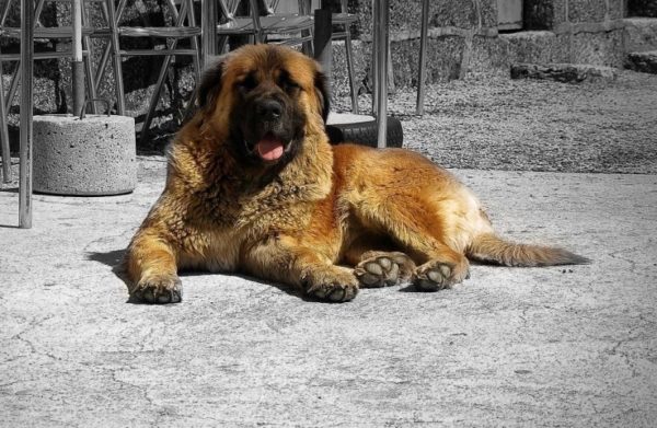 Estrel Shepherd Dog Lies