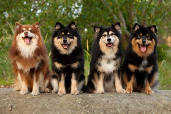 Finnish Lapphund membaca artikel