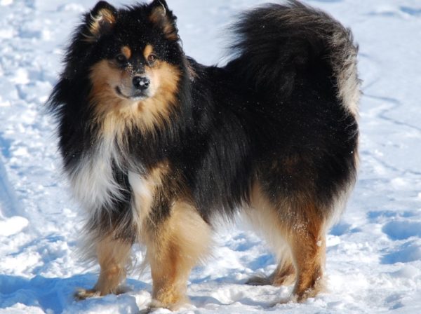 Berdiri Lapphund Finlandia