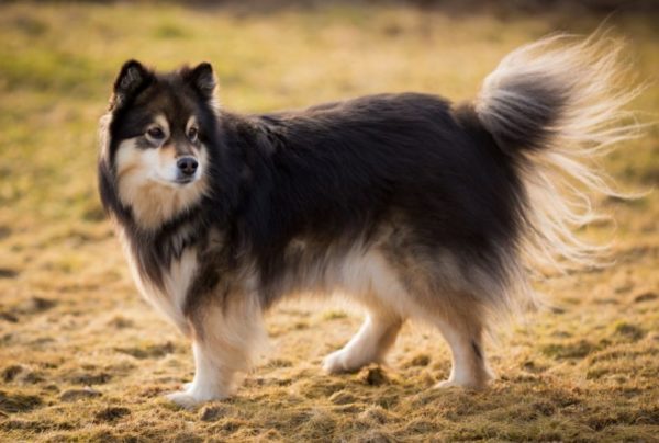 Deskripsi jenis Lapphund Finlandia