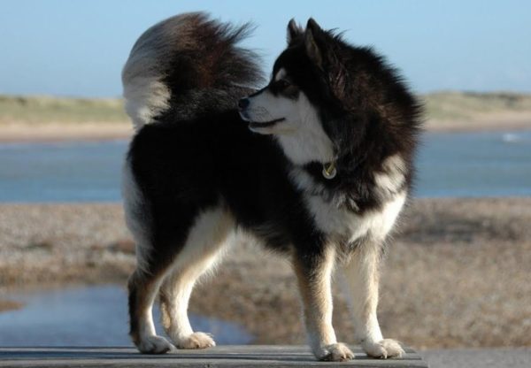 Lapphund Finlandia di alam