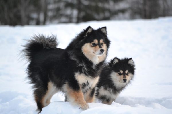 Finnish Lapphund di musim dingin