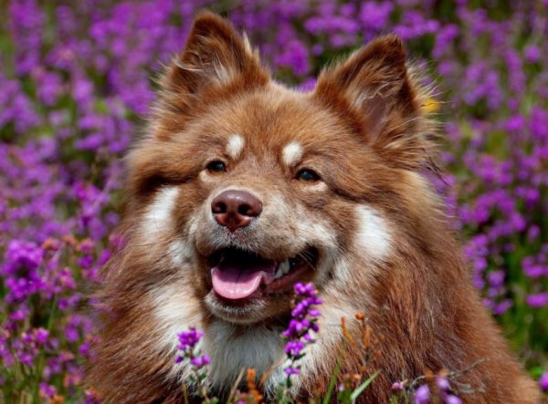 Moncong Lapphund Finlandia